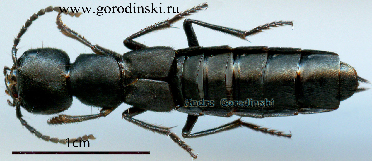 http://www.gorodinski.ru/oth_col/Ocypus cf. primoriensis.jpg